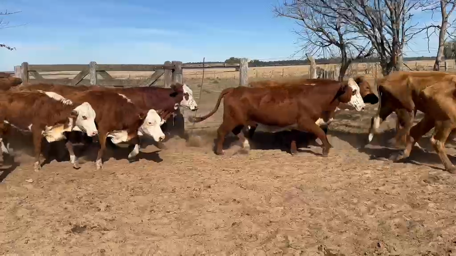 Lote 140 Vacas con Cría  en Corrientes, San Roque