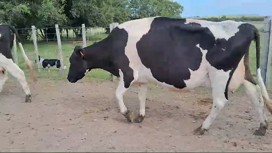 Lote 3 Vacas de Invernada a remate en Pantalla Camy 500kg -  en Rincon de la Torre