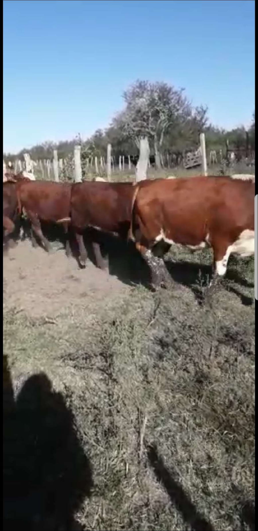 Lote 140 Terneros/as en Villaguay, Entre Ríos