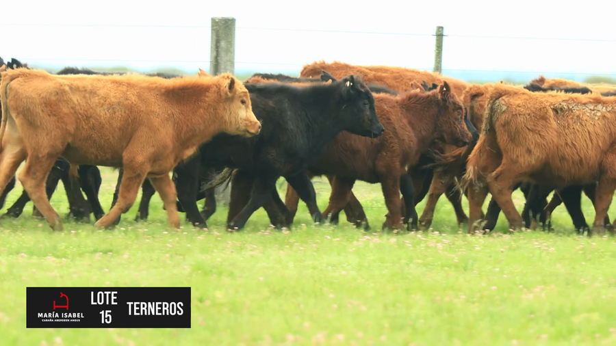 Lote 60 Terneros