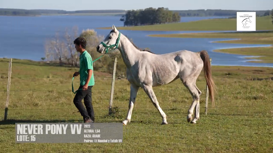Lote NEVER PONY VV