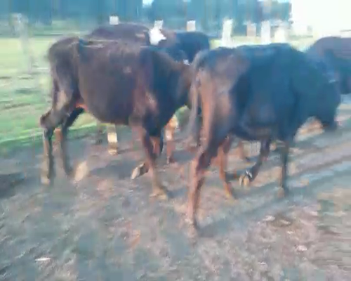Lote 12 Vaquillonas 1 a 2 años ANGUS CON HOLANDO a remate en Pantalla Aniversario 280kg - , San José