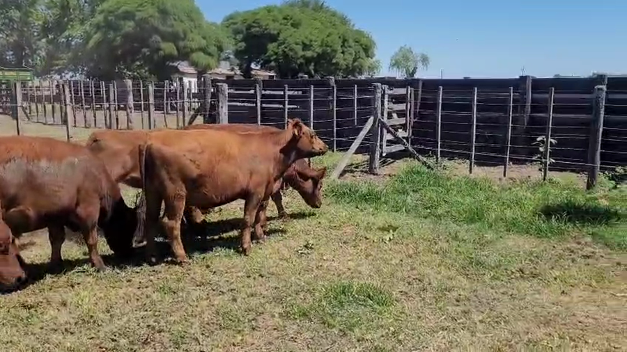 Lote 17 Novillos en Saladillo