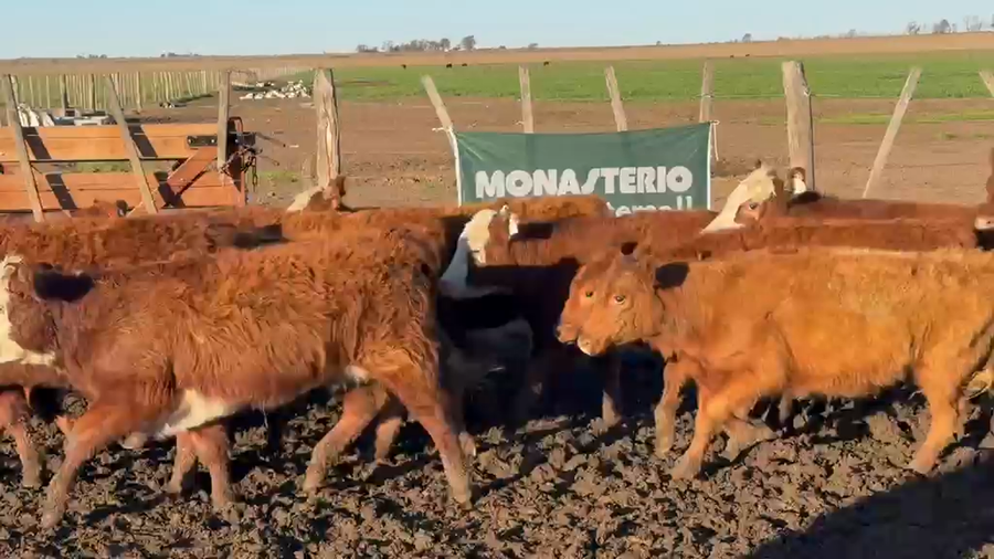 Lote 100 Terneras en Trenel