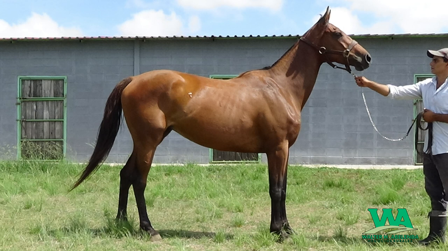 Lote NY MANE