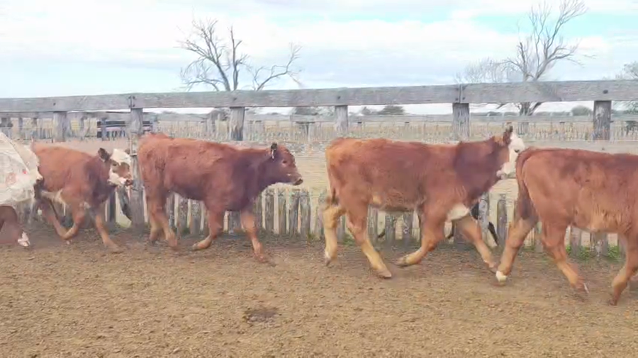 Lote 50 Terneros/as