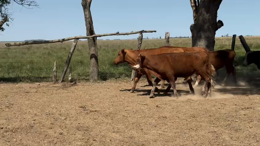 Lote 70 Novillitos en Corrientes, Paso de Los Libres