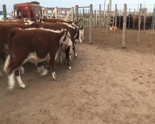 Lote 50 Terneras en Intendente Alvear, La Pampa