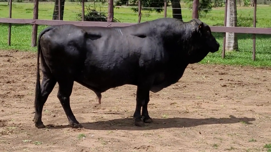 Lote Toros T. Brangus Negro a remate en Remate de Reproductores, Asunción