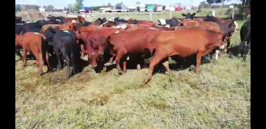 Lote 70 Novillitos en Villaguay, Entre Ríos