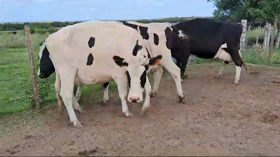 Lote 3 Vacas de Invernada a remate en Pantalla Camy en Rincon de la Torre