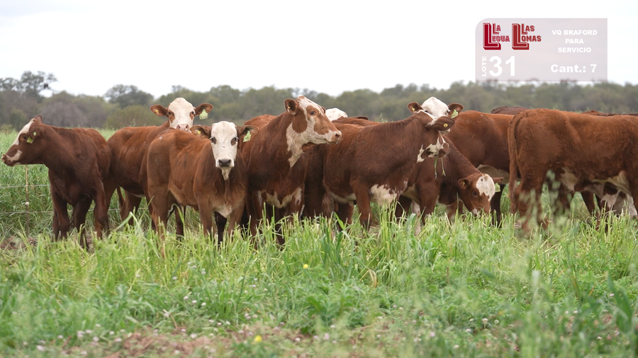 Lote VAQUILLONAS PARA SERVICIO BRAFORD