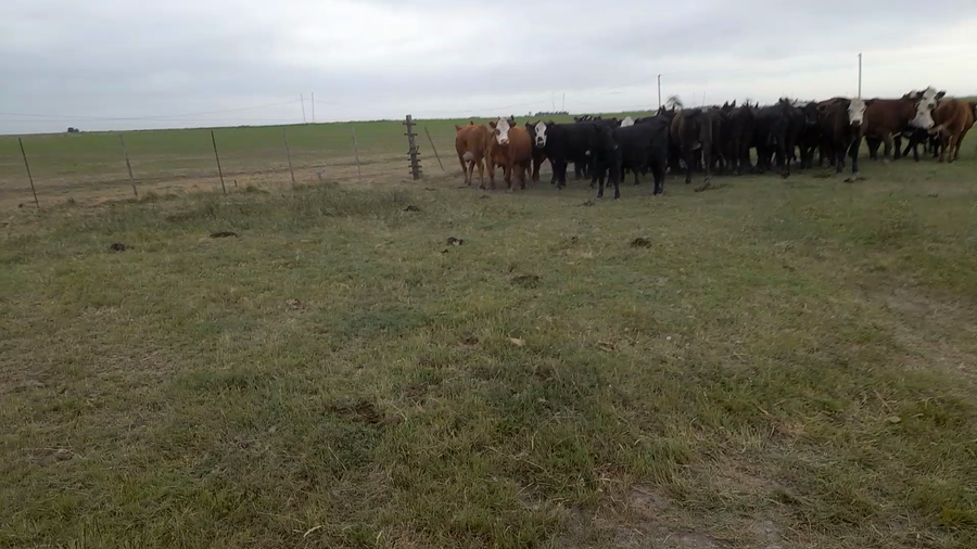 Lote 35 Vaquillonas PÑ en Laprida