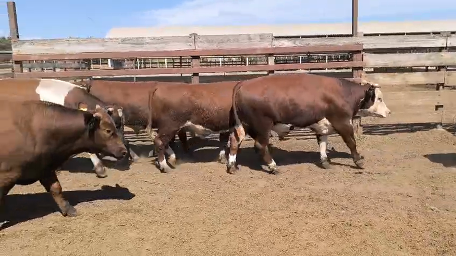 Lote 20 Novillo Gordo en Los Ángeles, VIII Región Biobío