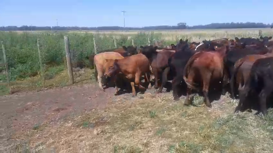 Lote 106 Terneros/as en Coronel Vidal