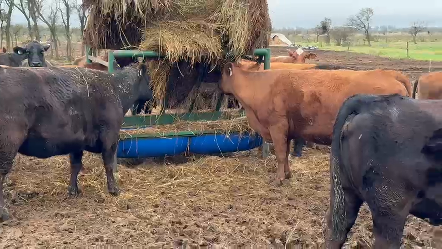 Lote 33 Vacas faena