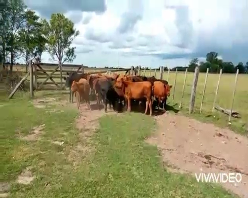 Lote 25 Terneras en Gral. Paz, Buenos Aires
