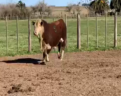 Lote 1 Toros reproductor en Castelli, Buenos Aires