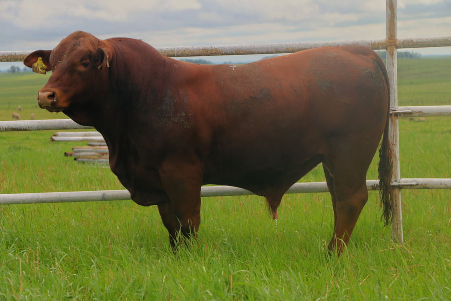 Lote Toros a remate en 14º Nacional Brangus, Tacuarembó