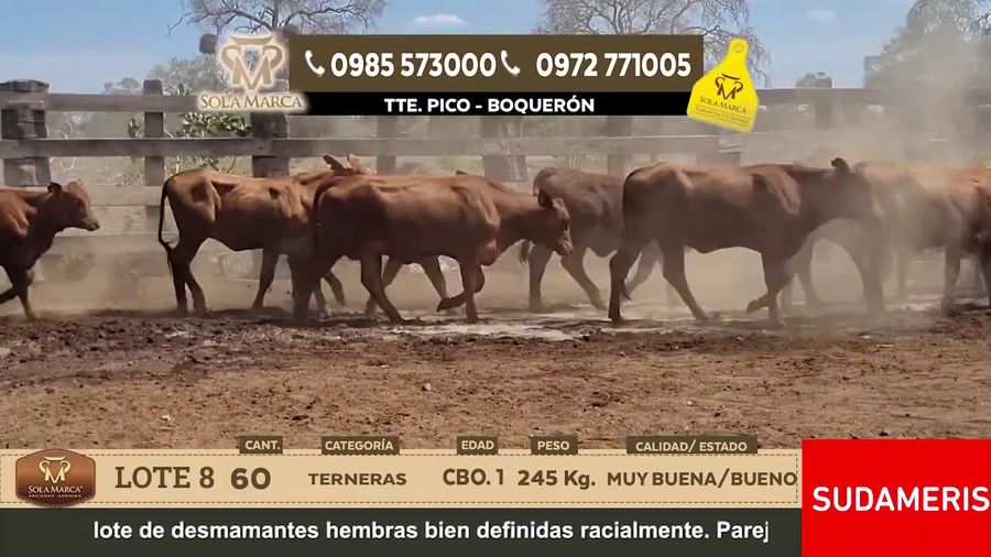 Lote Lote 8