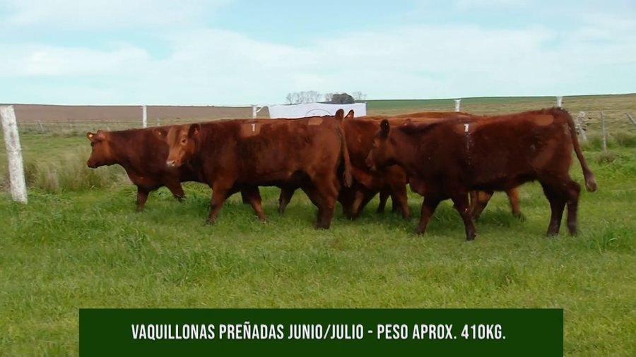Lote VAQ PC Preñadas La Mireya