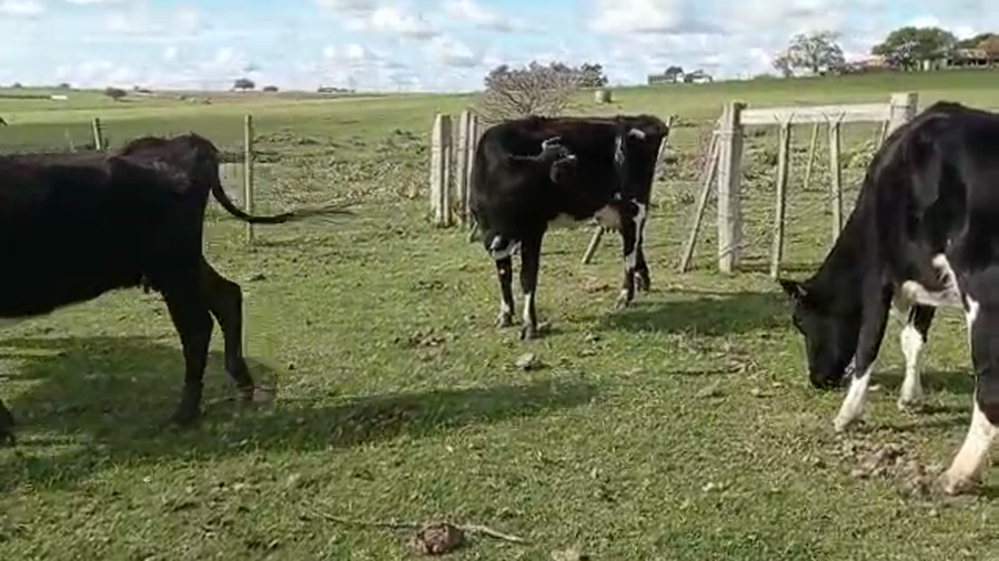 Lote vacas CR Ho 4