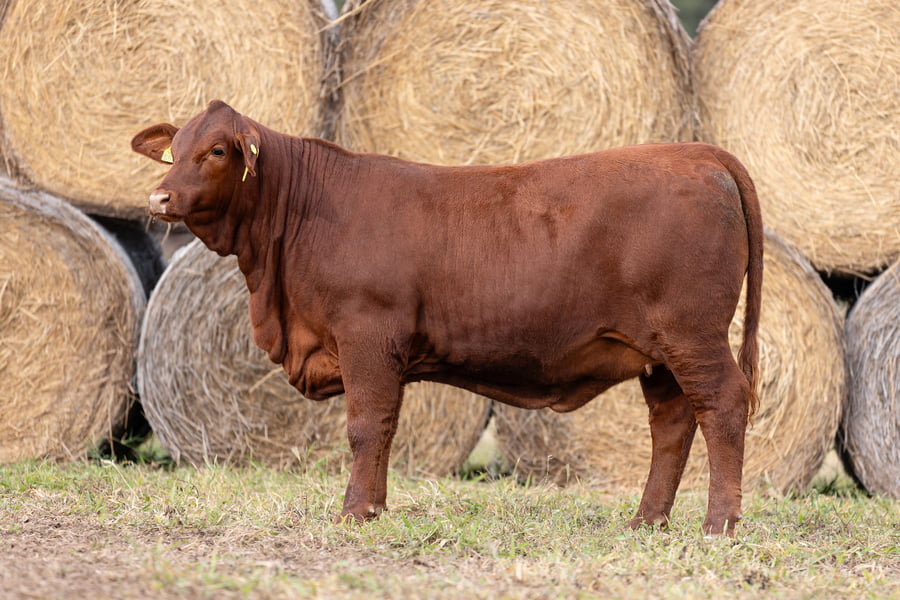 Lote LOTE 29
