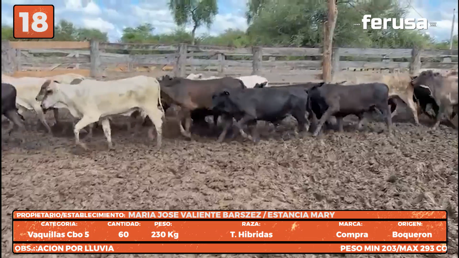 Lote LOTE 18