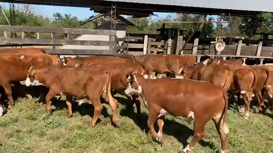 Lote 70 Terneros/as en Mercedes, Corrientes