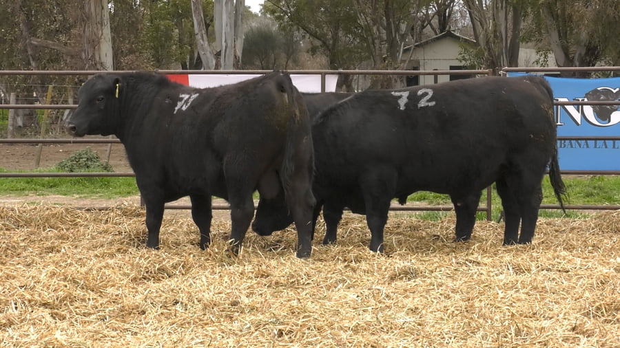 Lote TOROS ANGUS NEGROS PC