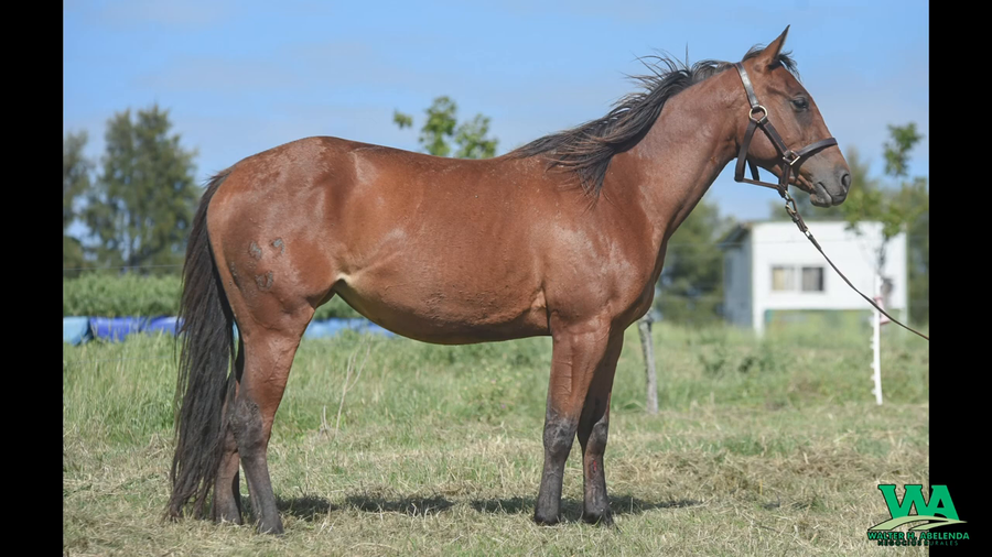 Lote MP LITTLE RABBIT