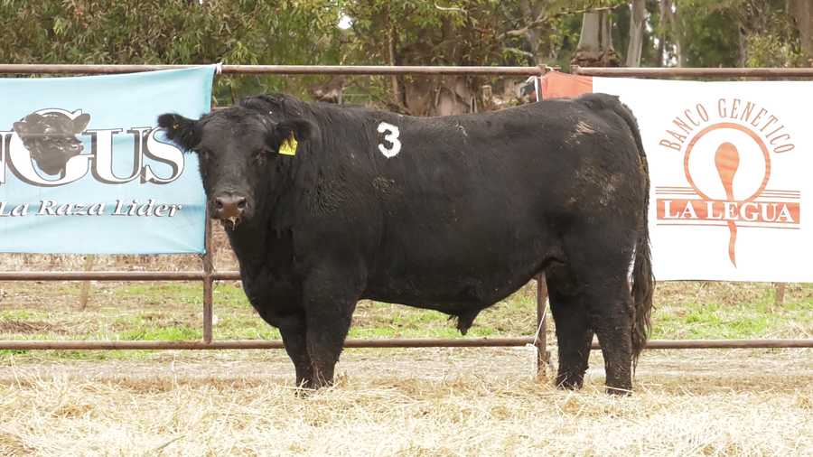 Lote TOROS ANGUS NEGROS  PC