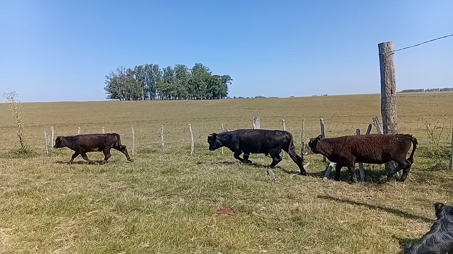 Lote 30 Terneros enteros