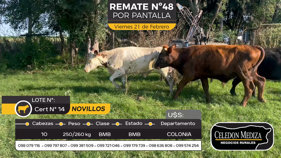 Lote 10 Novillos en Otra Localidad, Colonia