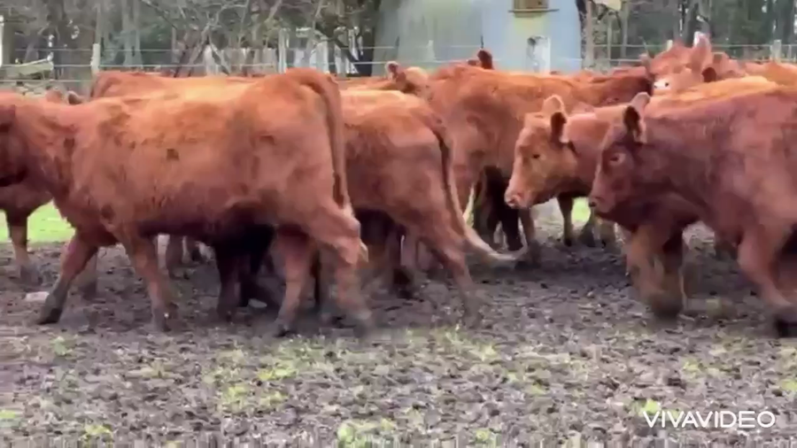 Lote 100 Vaquillonas