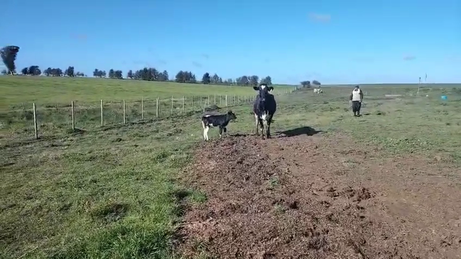 Lote 2 Vaquillonas  a remate en Pantalla Camy, San José