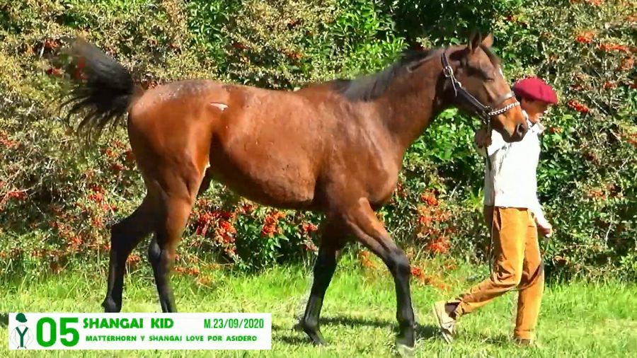 Lote SHANGAI KID