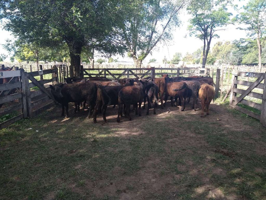 Lote 25 Terneras en Gral. Lamadrid, Buenos Aires