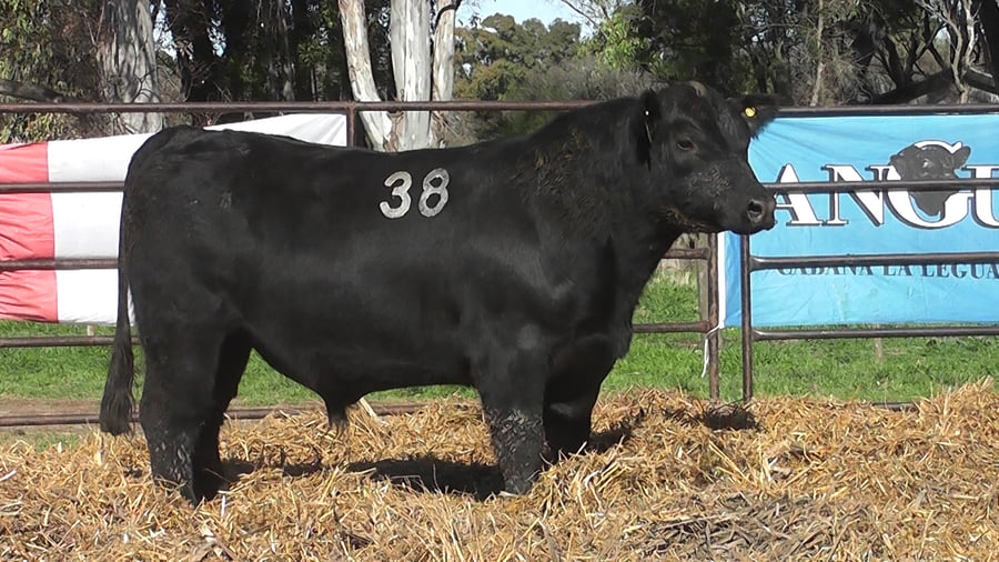 Lote ANGUS PURO CONTROLADO