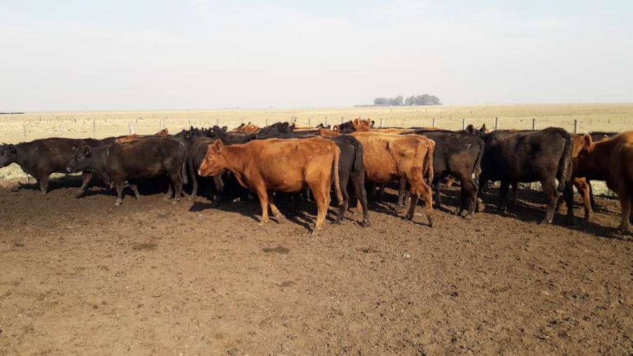 Lote 35 Vacas de invernar en Gral. Lamadrid, Buenos Aires