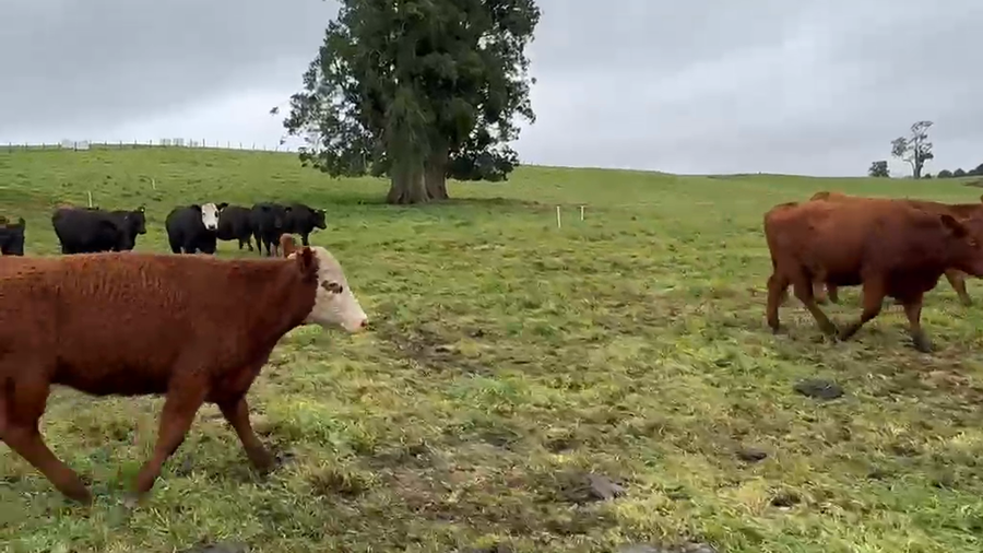 Lote 50 Vaquilla Engorda en Osorno, X Región Los Lagos