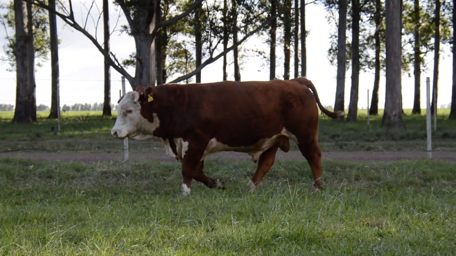 Lote HEREFORD