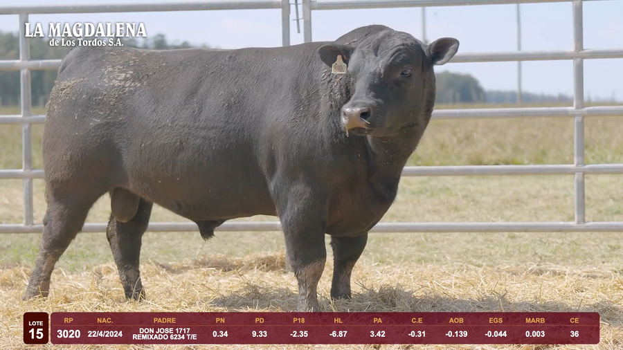 Lote Lote 15 - Angus