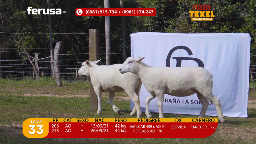 Lote Lote 33