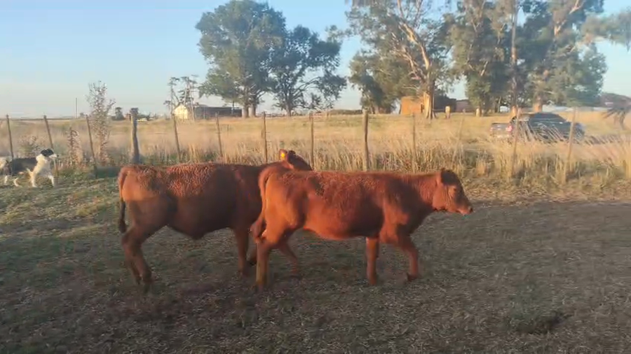 Lote 70 Terneros/as en Gral. Alvear