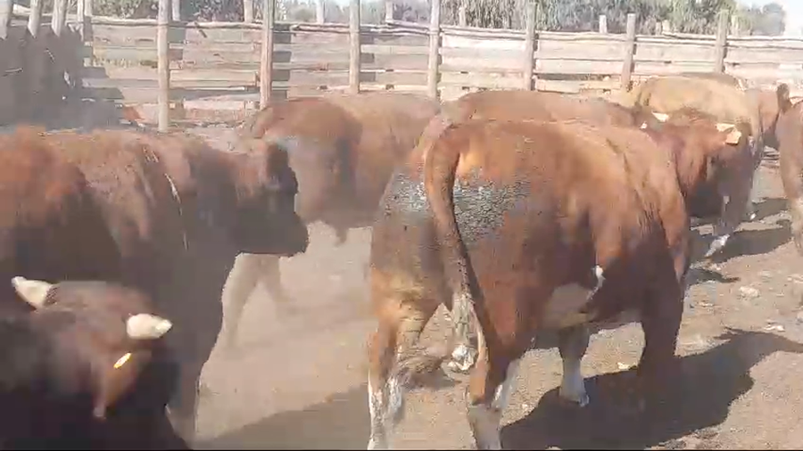 Lote 45 Novillo Gordo en Pelarco, VII  Región Maule