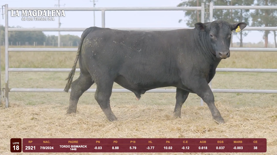 Lote Lote 18 - Angus
