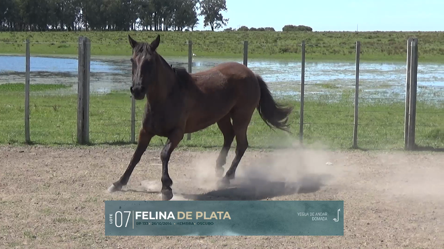 Lote Yeguarizos a remate en Criollos, Montevideo