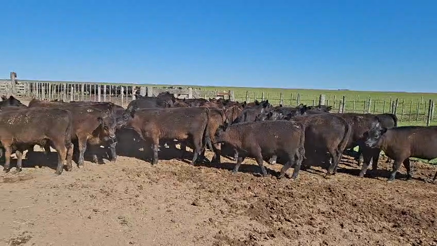 Lote 80 Terneros en Buenos Aires, Gral. Belgrano