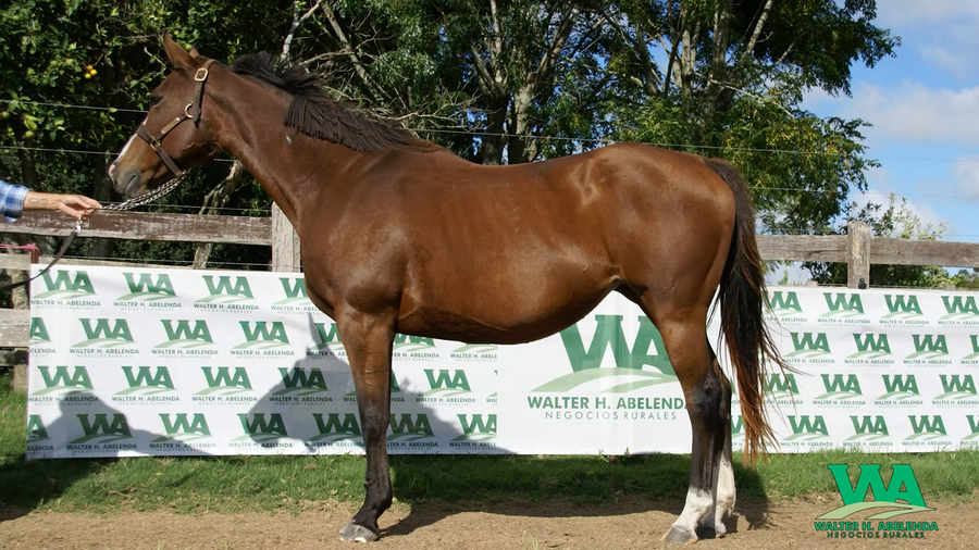 Lote POEMA RICARDISTA (Arg)